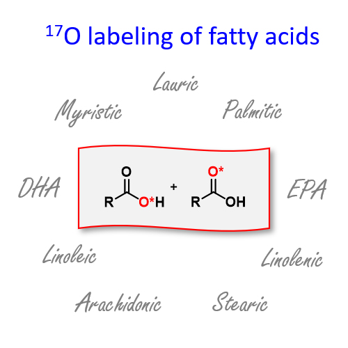 Labeling of fatty acids